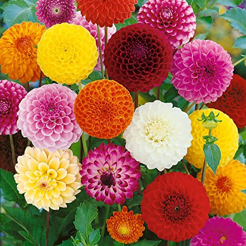 Mixed Flower Bulbs – Unique Bright and Colourful Blooms – Perennial – Summer Flowering Bulbs – for Your Beautiful Garden (2 x Dahlia Pompon Mixed)
