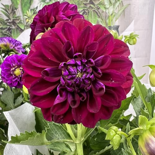 Dahlien knollen mix - Dahlien zwiebeln winterhart - Dahlien knollen kaufen-blühen im Sommer-8knollen-F