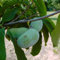 Paw Paw Sorte Prima 1216 selbstfruchtbar Indianerbanane Asimina triloba winterhart 30-60 cm 1 Liter Topf