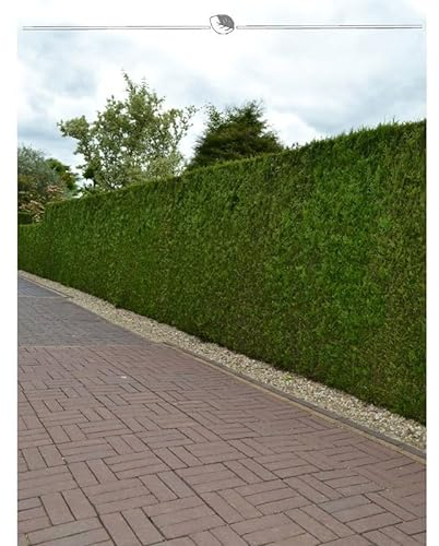 Lebensbaum Brabant 160-180 cm. 25 Heckenpflanzen. Immergrüner Sichtschutz Zaun