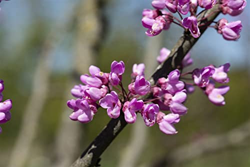 Cercis siliquastrum 150-200 cm - Judasbaum, rosafarbene Blüten, Blütezeit April-Mai, ideal für Gärten, bienenfreundlich, winterhart