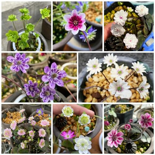 550 pcs leberblümchen samen garten pflanzen blumendeko Hepatica nobilis, zimmerpflanze wiesenblumen schattenpflanzen winterharte kübelpflanzen bonsai samen pflanze bienenfreundliche