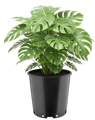 Garronda Blumentopf rund hoch Kunststoff Ø26 x 26 cm (12L) mit Drainagelöchern Pflanztopf Robustes PP Pflanzgefäß für Garten Gewächshaus Balkon Anzucht Innen Außenbereich Schwarz GD-0203