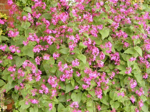 50 X Purple Honesty LUNARIA Seeds Annual Money Plant