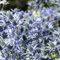Flachblatt-Mannstreu - Eryngium planum - Im Topfballen - Ein Qualitätsprodukt von Garten Schlüter