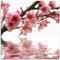 ARTland Wanddeko Glasbilder Wandbild Glas Bild einteilig 20x20 cm Quadratisch Natur Blumen Blüten Kirschblüten Baum Frühling T5PL
