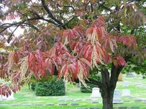 30 semillas - lirio de los SEMILLAS árbol valle/PERENNNIAL