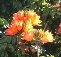 Seedeo Afrikanischer Tulpenbaum (Spathodea campanulata) 30 Samen