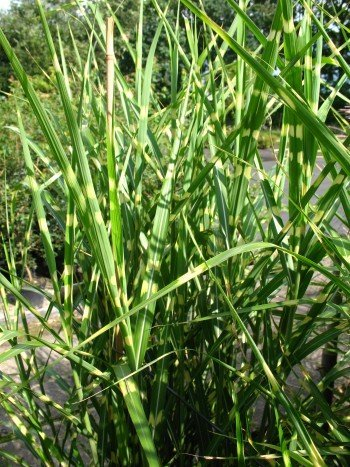 Chinagras Zebragras Miscanthus sinensis Zebrinus Solitär im Topf gewachsen