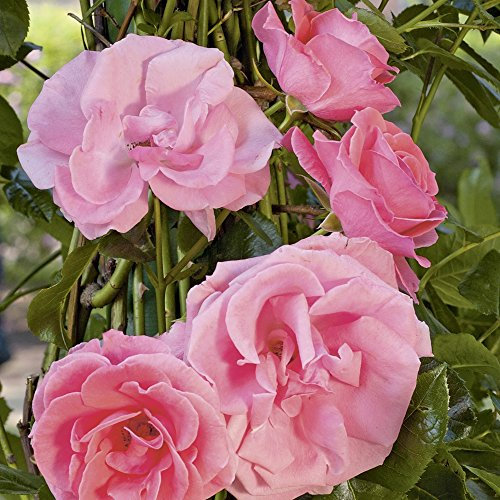 Kletterrose Lawinia in Rosa-Pink - Kletter-Rose winterhart & duftend - Pflanze für Rankhilfe wurzelnackt/Wurzelware von Garten Schlüter - Pflanzen in Top Qualität