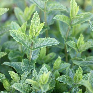 Mentha piperita 'Marocco' – Winterhart, Mehrjährig, Pflegeleicht – Marokkanische Minze – Kräuterpflanze für Beet & Topf
