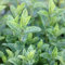 Marokkanische Minze - Mentha piperita 'Marocco' - Minze