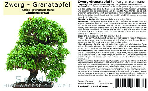 Seedeo® Zwerg-Granatapfel (Punica granatum nana) Bonsai 30 Samen