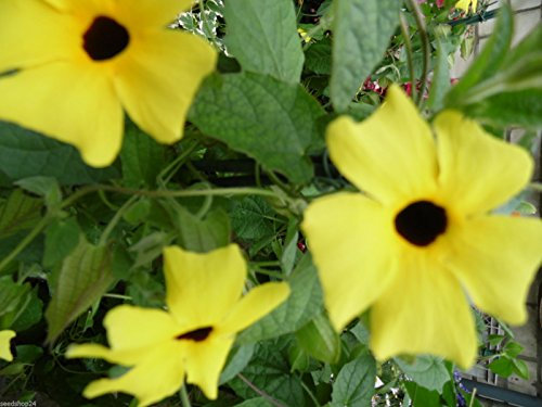 1 Portion Saatgut reicht für ca. 15 Pflanzen Schwarzäugige Susanne Kletterpflanze Kübelpflanze