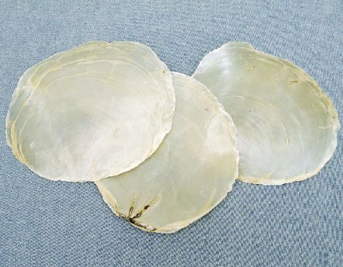 Muschel und Schnecken Perlmuttscheiben Natur 1 kg ca. 9-11 cm Dekoration Hänge-Dekoration Schmuck Muscheln Hochzeit, Geburtstag, Karneval