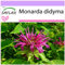 SAFLAX - Bergamota silvestre - 20 semillas - Monarda didyma