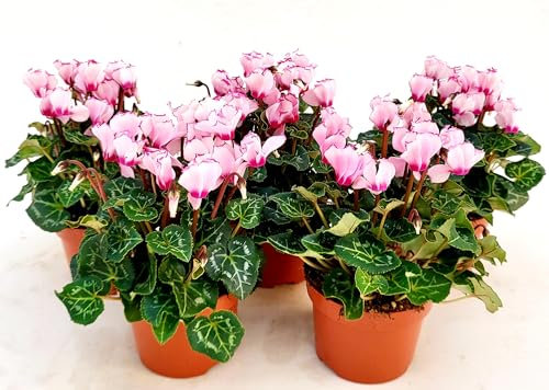 POWERS TO FLOWERS - CICLAMINO PROFUMATO VICTORIAA, 5 PIANTE, VASO 12CM Diametro, piante vere