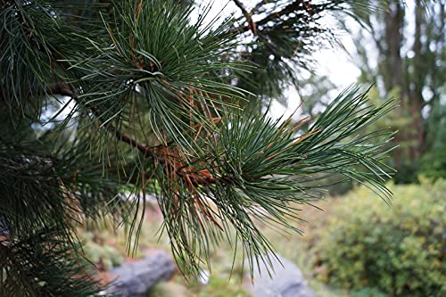 Zirbelkiefer 25-30cm - Pinus cembra