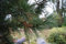 Zirbelkiefer 25-30cm - Pinus cembra