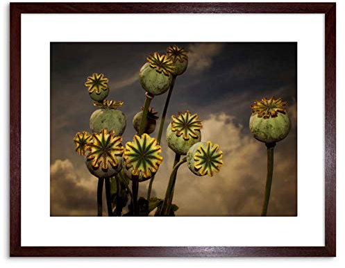 The Art Stop PHOTO COMPOSITION POPPY BUDS BURSTING POINT OPIUM FRAMED PRINT F97X5542