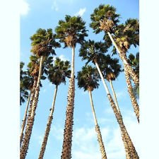 WASHINTONIA ROBUSTA @ messicano Palma nana Ornamentali Palme Sementi delle piante 25 semi