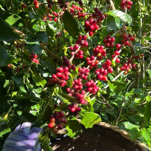 kaffee samen zum pflanzen,kaffeepflanze - blumen für balkon, stauden kaffeebohnen samen wildblumenwiese, stauden winterhart blumensamen balkon, blumen garten wildblumensamen, 100pcs