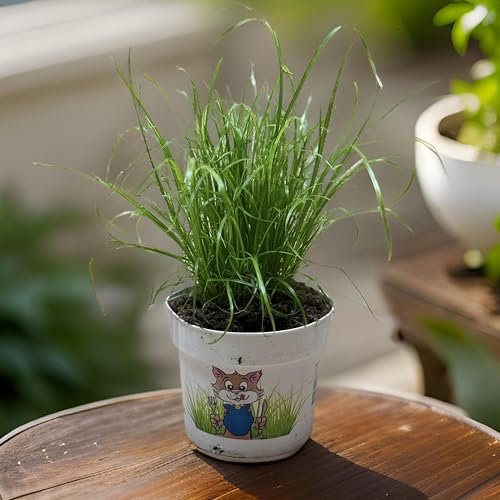 Zyperngras – Natürliches Katzengras im 12cm Topf | Cyperus alternifolius | Zimmerpflanze für Katzen | Ungiftig, robust & langlebig (3)