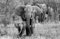 VLIES Fototapete-ELEFANTEN-(PF7530)-400x250 cm-Foto-Kunst Tiere Rüsseltier Afrika Asien Natur Landschaft Dekor Wandbild Wandtatoo