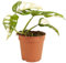 Bloomique - Monstera adansonii Variegata - Monkey Leaf - Fensterblatt - Luftreinigende Zimmerpflanzen - Monstera Pflanze - Hängepflanze echt - Kletterpflanzen Zimmer – Höhe 20-25 cm - Topf 12 cm