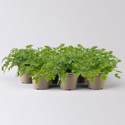 Duftgeranie 'Zitrone', Topf-Ø 12 cm, 3er-Set