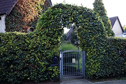 Rotbuche Rotbuchenhecke Wurzelware 120-150 cm hoch im Rabatt-Paket - Fagus-sylvatica, floranza® 10 Stück