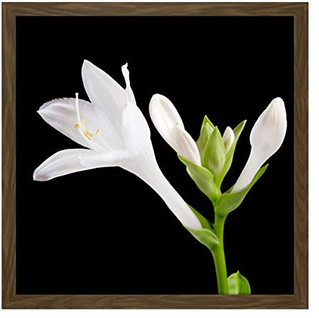 Artery8 DeSousa Hosta Plantaginea Plantain Lily Flower Photo Square Wooden Framed Wall Art Print Picture 16X16 Inch