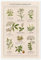 Plantes médicinales (anglais) Poster de Vintage Educational Collection 20 x 30 cm Tableaux Décoration murale