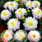 Dalia. Bulbi resistenti al freddo-piante perenni-fioriscono tutto l'anno-piante decorative da balcone e giardino-2bulbi-E