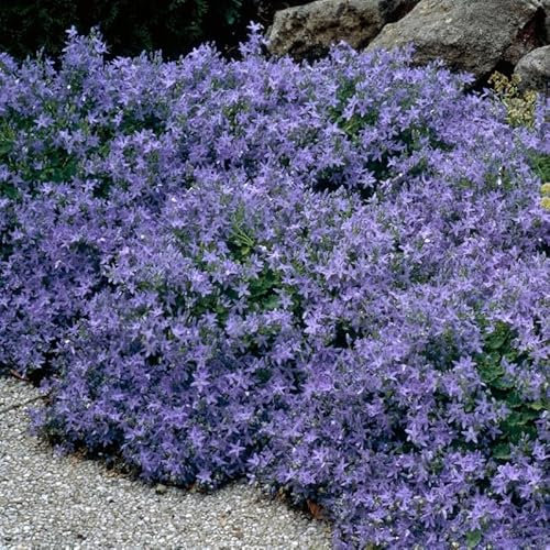 6 x Campanula poscharskyana - Glockenblume in 9x9cm Topf