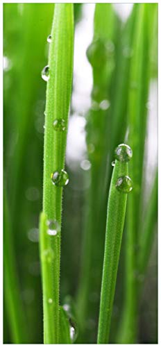 posterdepot Türtapete Türposter Wassertropfen an Grashalmen - Größe 93 x 205 cm, 1 Stück, ktt0702
