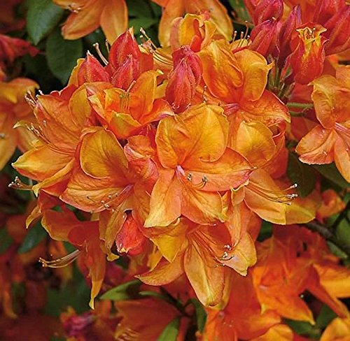 Azalee Golden Eagle 50-60cm - Rhododendron luteum - Alpenrose