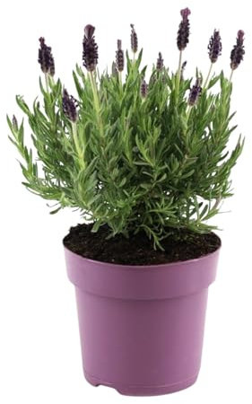 Plant in a Box - Lavendelstrauch - Lavandula stoechas 'Anouk' - Höhe 25-35cm - ⌀15cm
