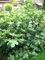 winterharte eßbare Feige, Ficus carica Brown Turkey 80-100 cm hoch im 5 Liter Pflanzcontainer