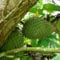 Annona Muricata - Soursop/Pawpaw - seltene tropische Pflanze Baum Samen (10)