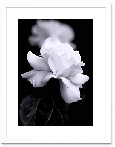 Wee Blue Coo PHOTO NATURE BLACK WHITE ROSE PETAL FLOWER FRAMED PRINT F97X4204