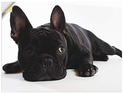 ARTland Wanddeko Wandtattoo selbstklebende Vinylfolie 80x60 cm Tiere Haustiere Hund Fotografie Schwarz Weiß Bulldogge T5YG