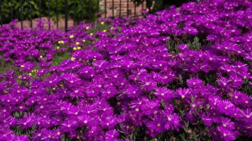 NUOVO! 50+ Delosperma VIOLA SEMI DI GHIACCIO fiore pianta/PERENNE