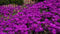 NUOVO! 50+ Delosperma VIOLA SEMI DI GHIACCIO fiore pianta/PERENNE