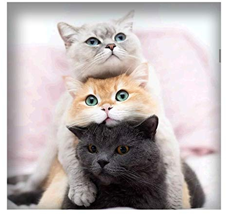 DCIDBEI 5D Pintura Diamantes Kit Completo Tres Gatos, Diamond Painting Animales,Puzzle Diamantes para adultos, kit de Punto de Cruz Diamante, Decoración del Hogar, Regalo de 30 x 30 cm