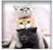 5D DIY Diamanten Malerei Full Drill Drei Katzen Adult Diamond Art Full Kit Malen nach Zahlen Diamond Puzzles für Erwachsene Stickerei Einfache Kreuzstich-Kits Mosaik Strass Home Decor Geschenk 30X30CM