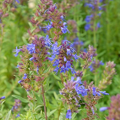 Hyssopus officinalis 'Tricolour Mixed' Kew Pollination Collection Hyssop Hardy Shrub Garden Wildflower Plant Easy to Grow Your Own 1x Seed Packet (Approx. 150 Seeds) by Thompson and Morgan