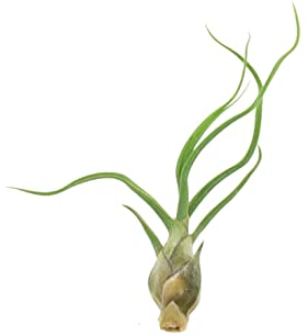 DIXIE STORE Tillandsia BULBOSA - Luftpflanzen - Pflegeleichte Pflanzen - Effektvolle Pflanzen für Innenräume - Pflanzen Ohne Wurzeln - Luftwurzel Pflanze - Ungiftig für Haustiere Kinder - Höhe 8cm