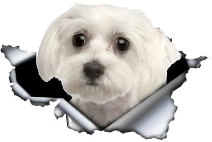 Autoaufkleber Malteser Aufkleber 15cm(5.9 Inch) Malteser Car Sticker 3D Zerrissen Reflektierende Autoaufkleber Wasserdichte Haustier Hund Lustig Aufkleber Laptop Stoßstange Heckscheibe Dekor