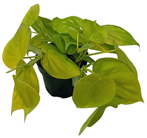 Efeutute, Scindapsus, (Epipremnum aureum) Sorte: Golden Pothos (1 Stück, Sorte: Golden Pothos)